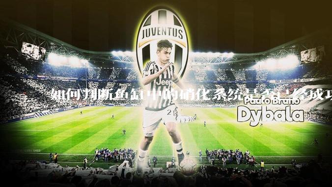 如何判断鱼缸中的硝化系统是否已经成功建立？